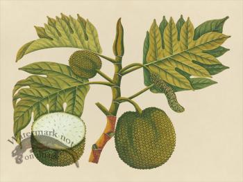 Far East Fruit and Flowers 30